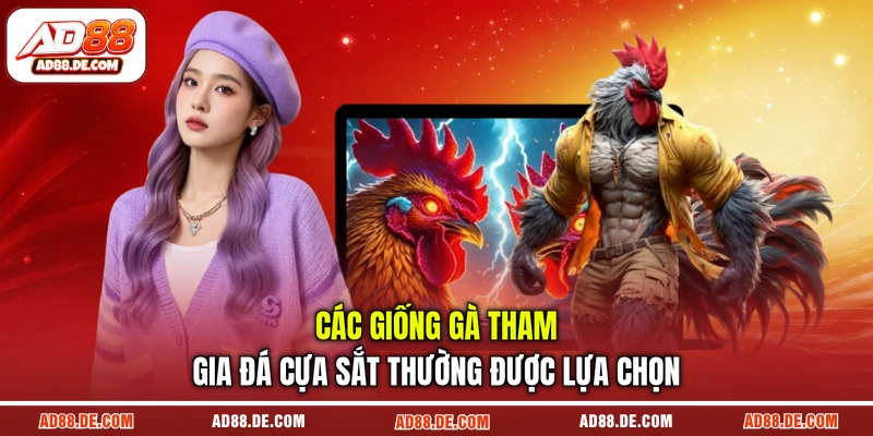 Các giống gà tham gia đá cựa sắt thường được lựa chọn