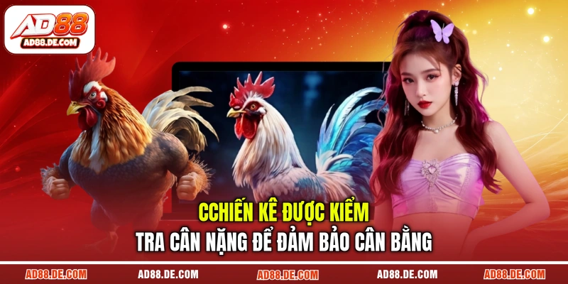 Chiến kê được kiểm tra cân nặng để đảm bảo cân bằng