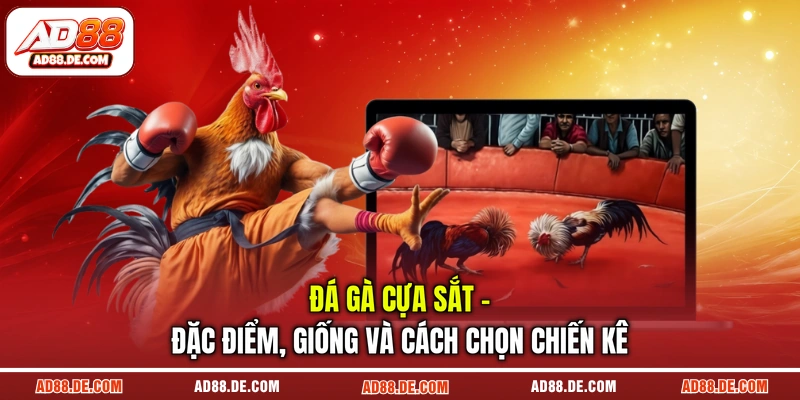 Đá gà cựa sắt